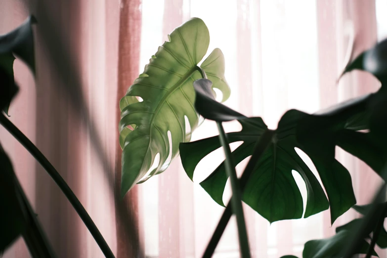 a leafy plant stands in front of a window with sheer curtains