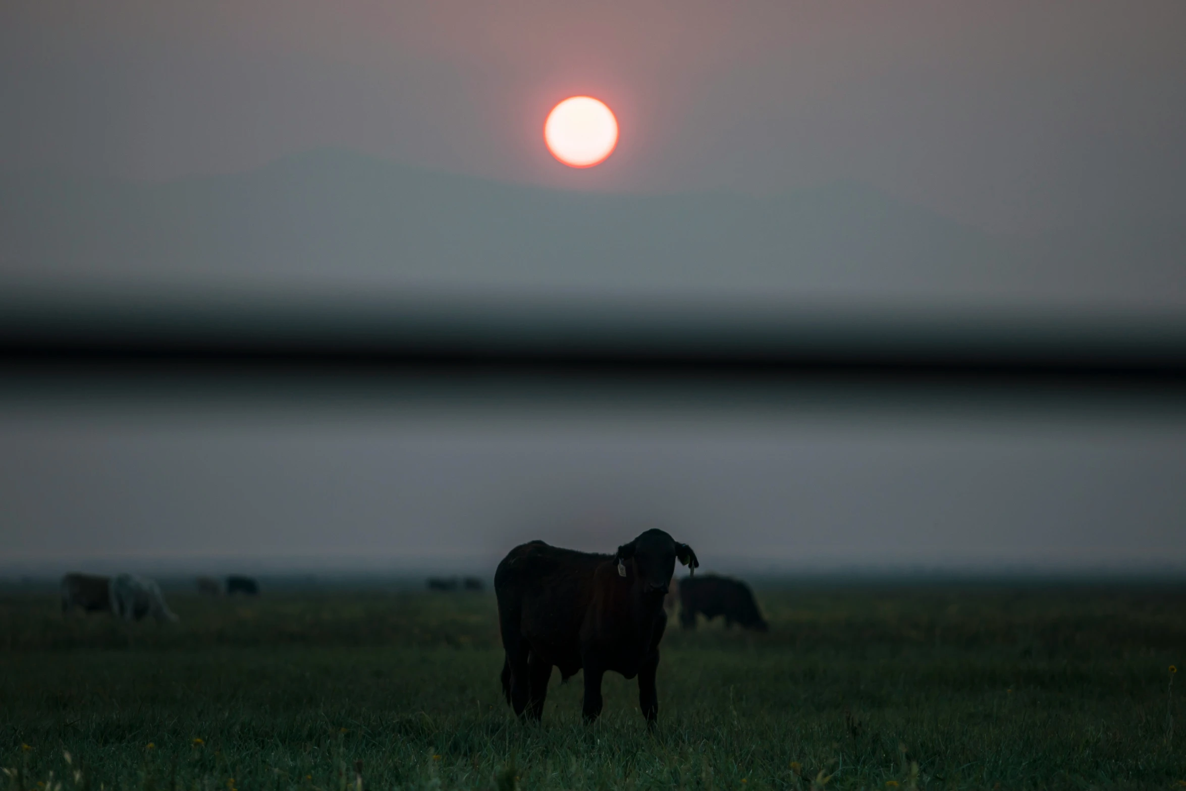 a large black cow in a field with a red sun behind