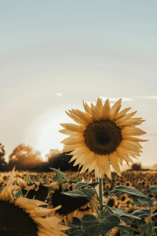 a field full of sunflowers and a blue sky