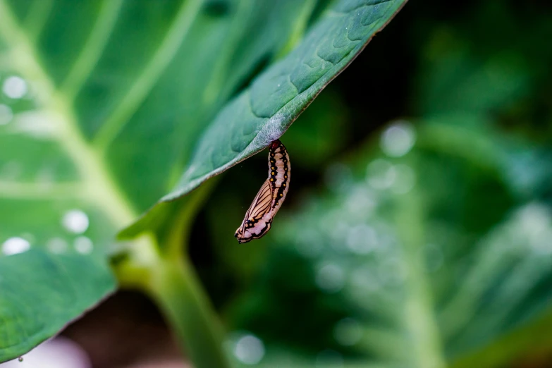 a tiny insect sits on a green leaf