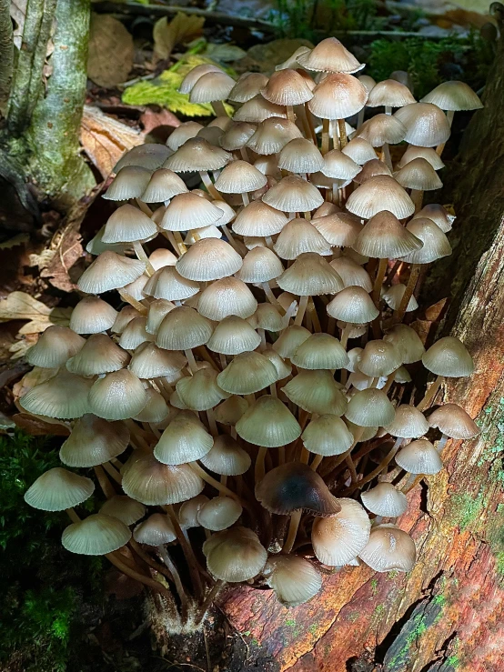 a bunch of mushrooms growing out of the ground