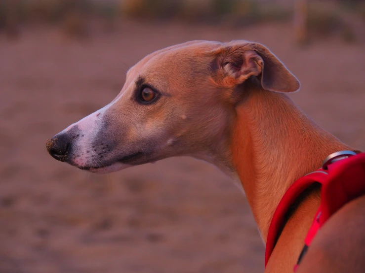 a dog looking to the side with a pinkish orange and green background