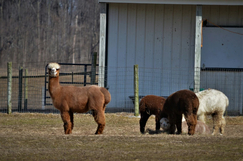 three llamas standing near one another in a pen