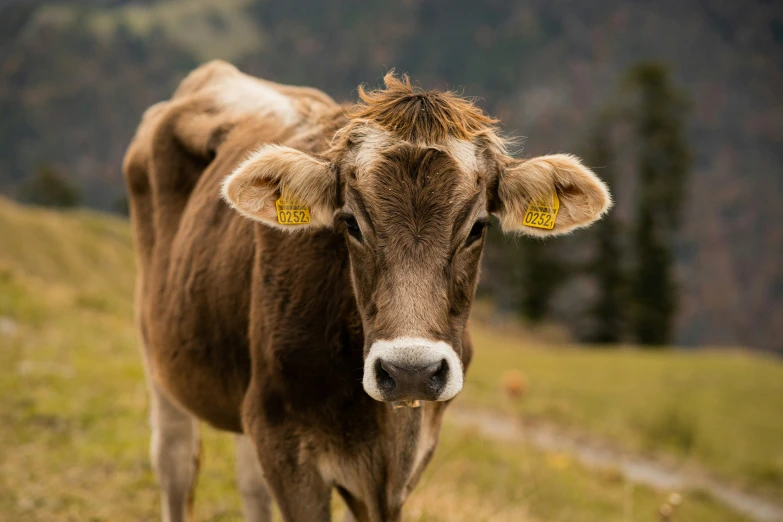 the brown cow is walking in the grass