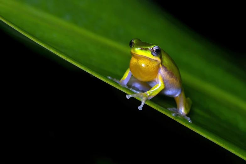 a yellow and black frog on a green leaf