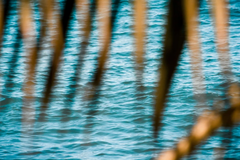 a black bird is flying over a body of water