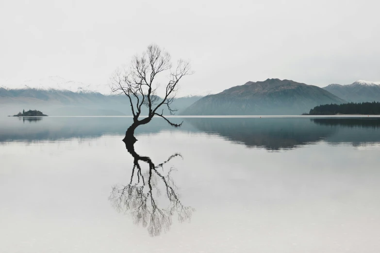 the tree is alone on a large body of water