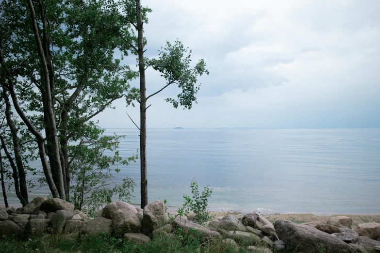 some trees near water and some rocks