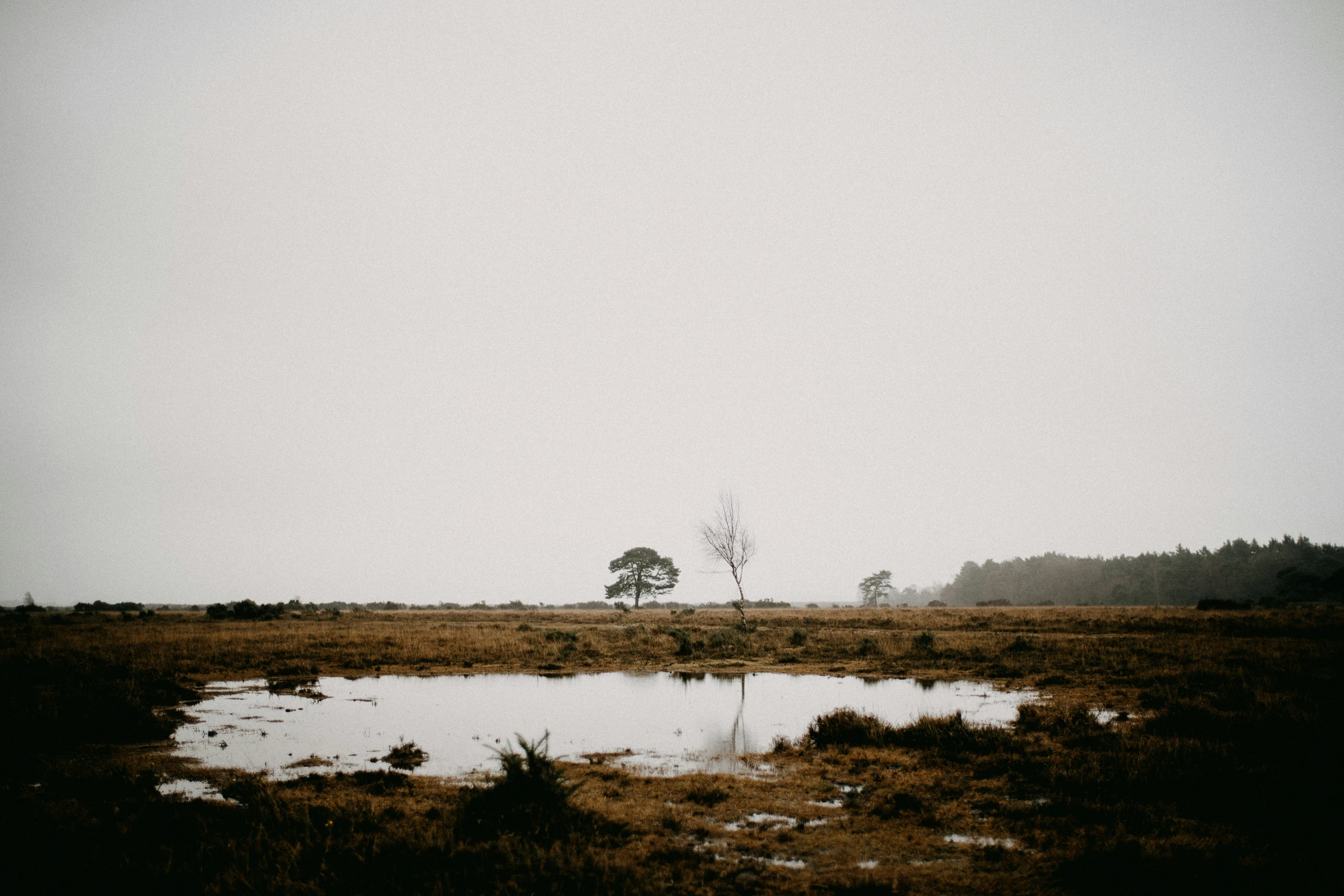 a swampy area with a tree and a couple of tall buildings in the distance