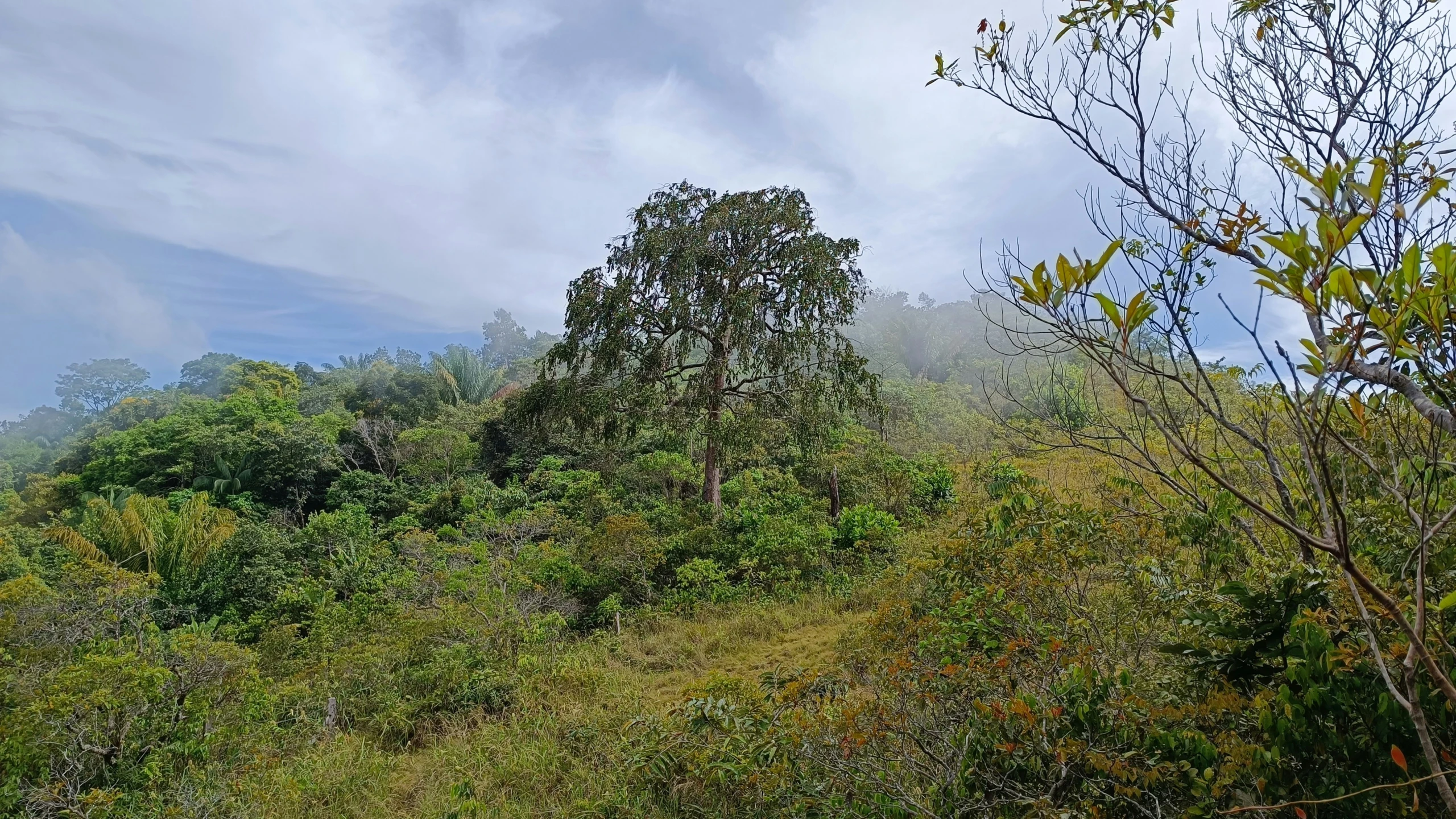 thick foliage growing on a hilly area with some trees on the sides