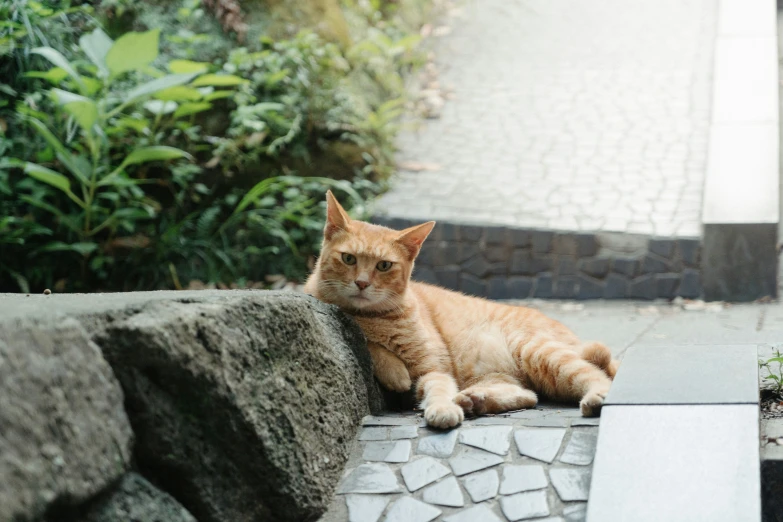 an orange tabby cat rests on the stone stairs