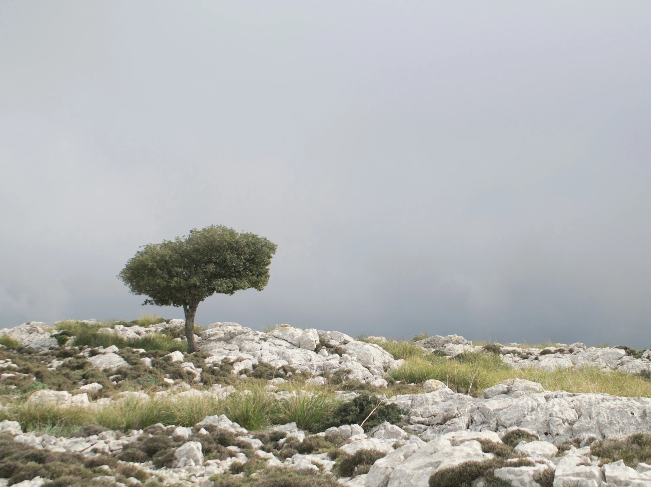 a single green tree stands on a rocky hill