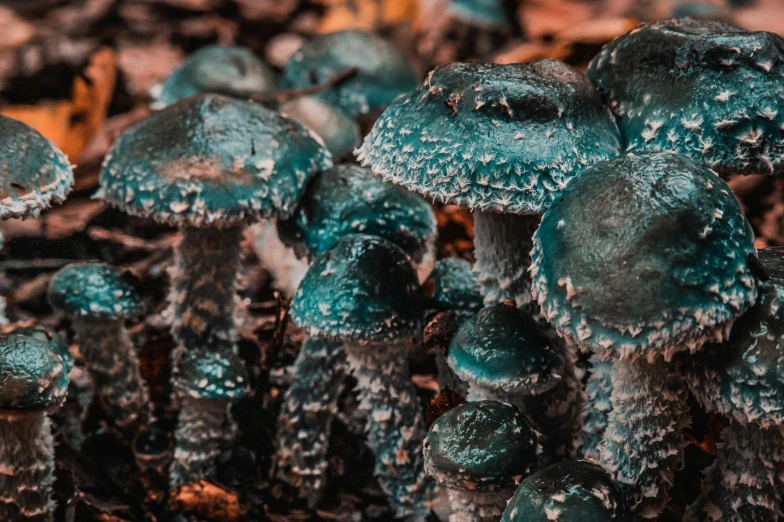 several green mushrooms growing in the soil near one another