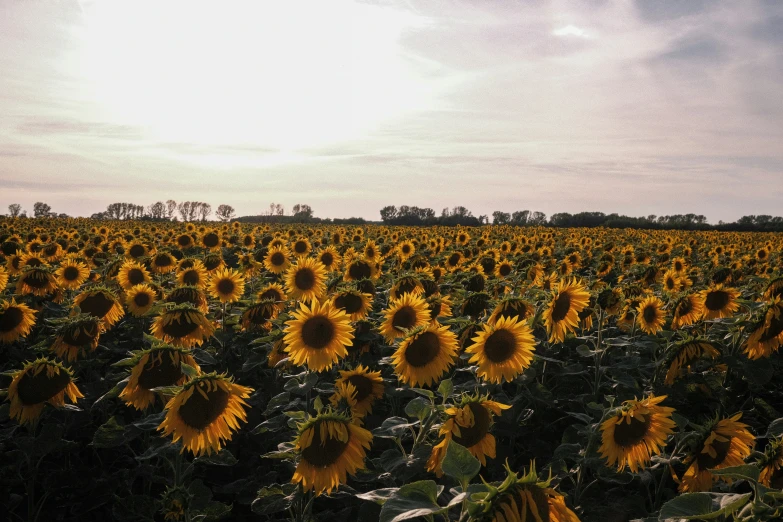 a large field filled with yellow and white sunflowers