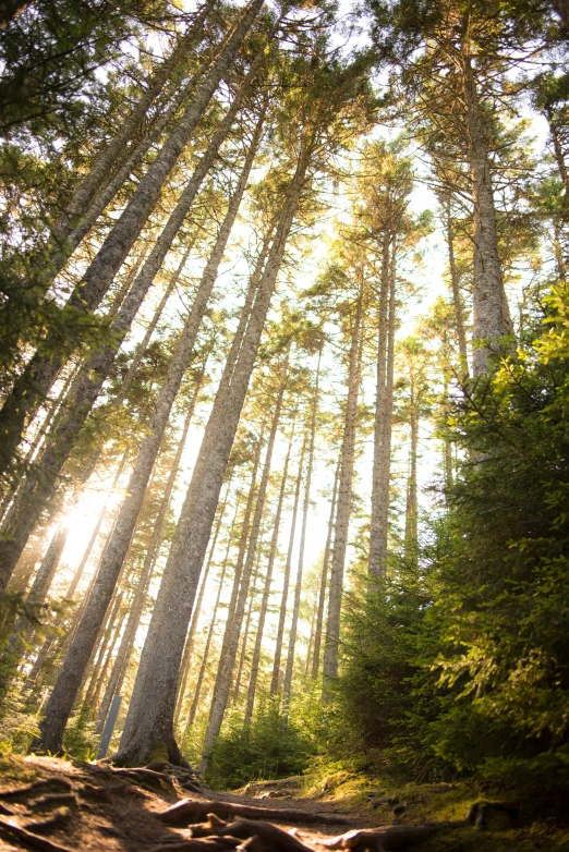 light filters on the forest floor and the sun shining through the trees