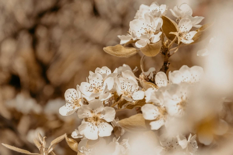 a close up po of a flowering plant with lots of tiny white flowers