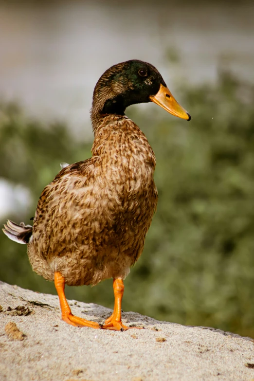 a duck standing on top of a concrete slab