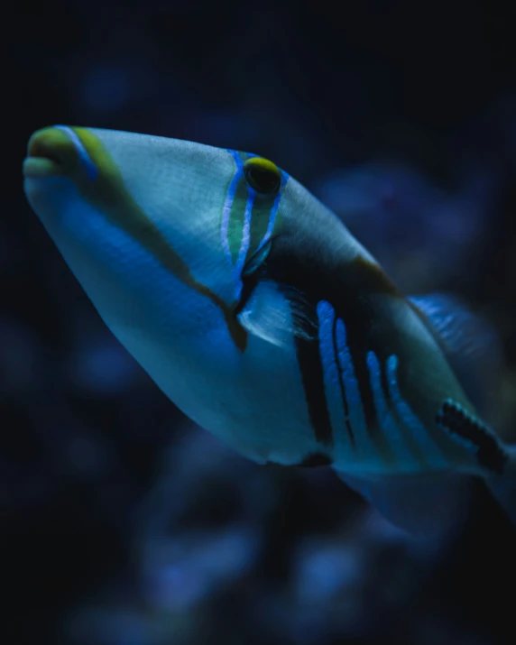 a bright blue and yellow fish in a aquarium