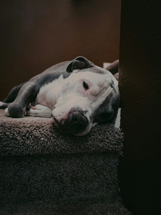 a black and white dog sleeping on top of a scratching post