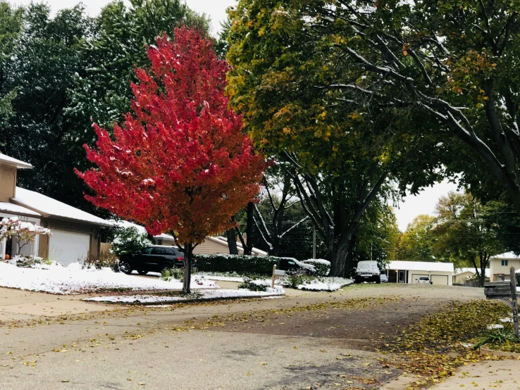 a road that is filled with snow with some red trees in the background