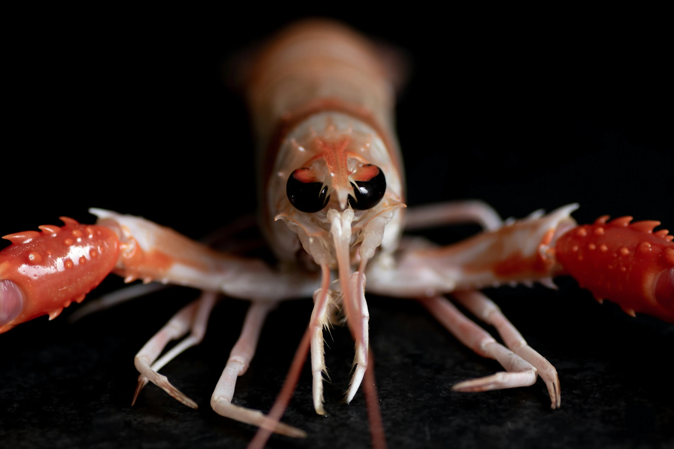 a close up image of a large shrimp with two legs and very sharp teeth