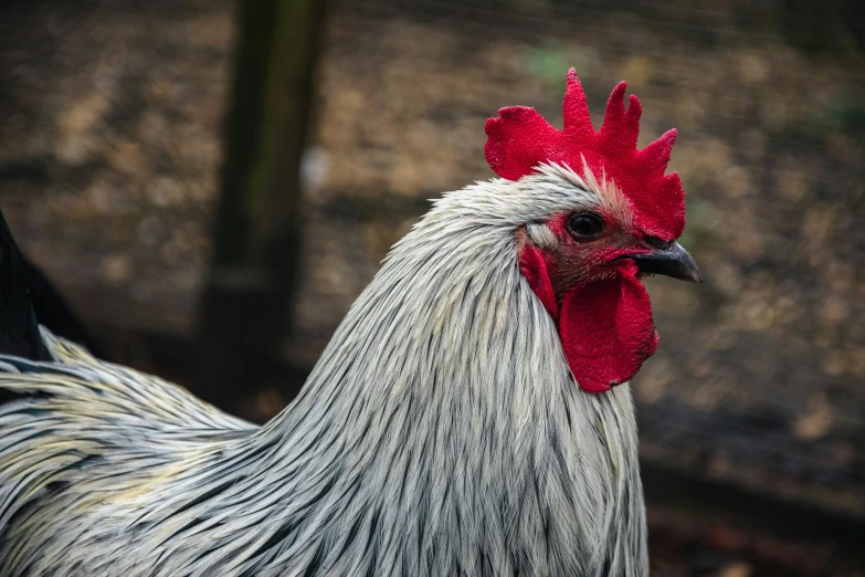 a red and white chicken standing in a grassy field