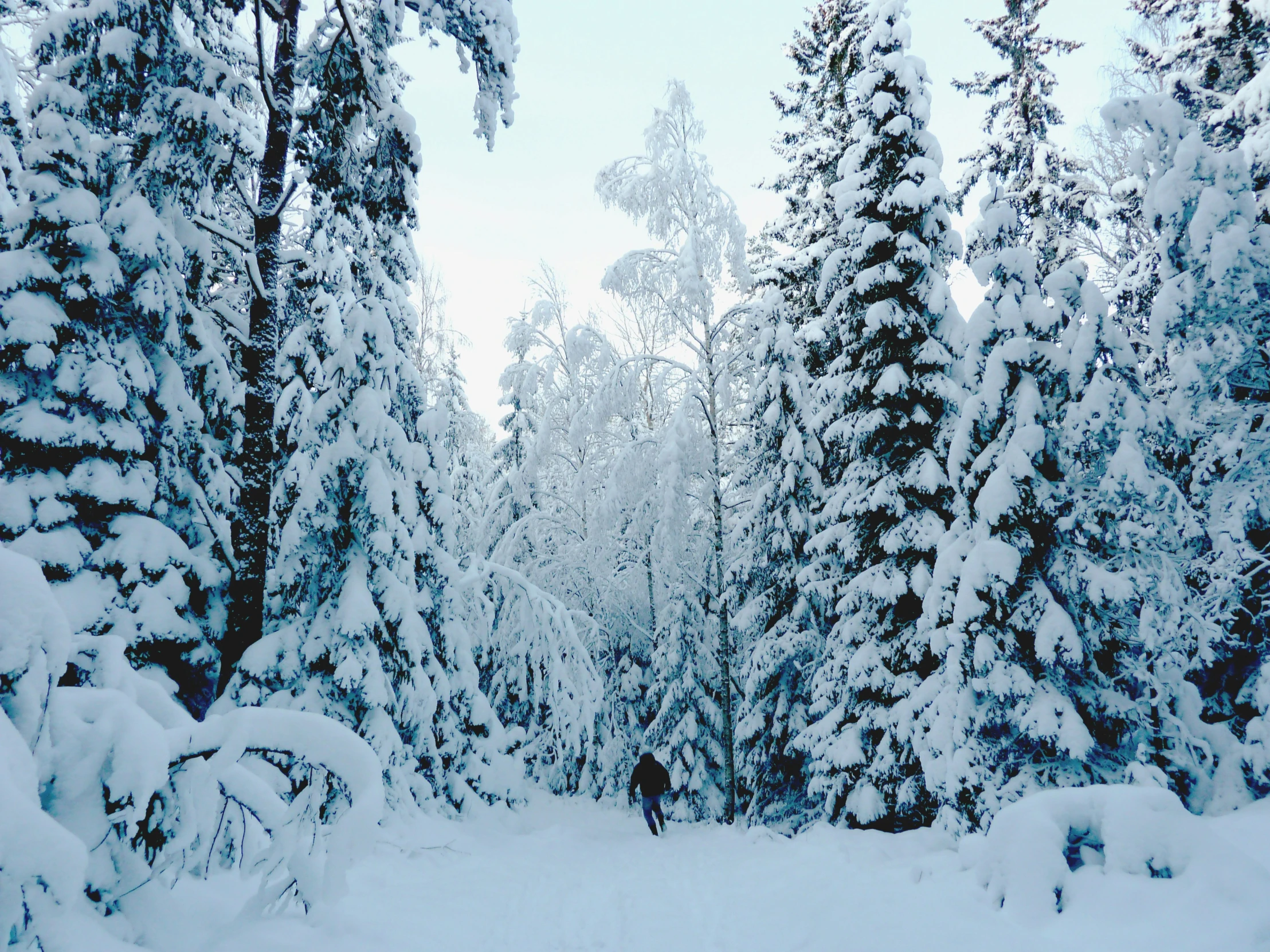 the forest covered in snow has trees without leaves