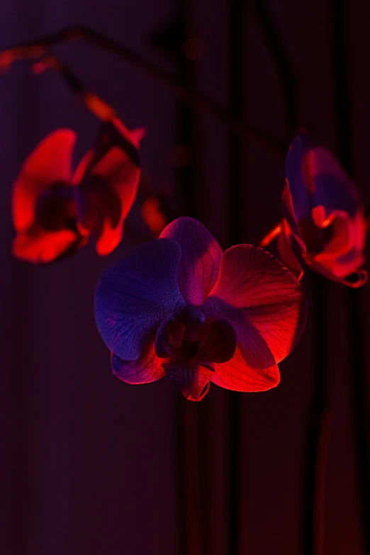 some purple and red flowers in a vase