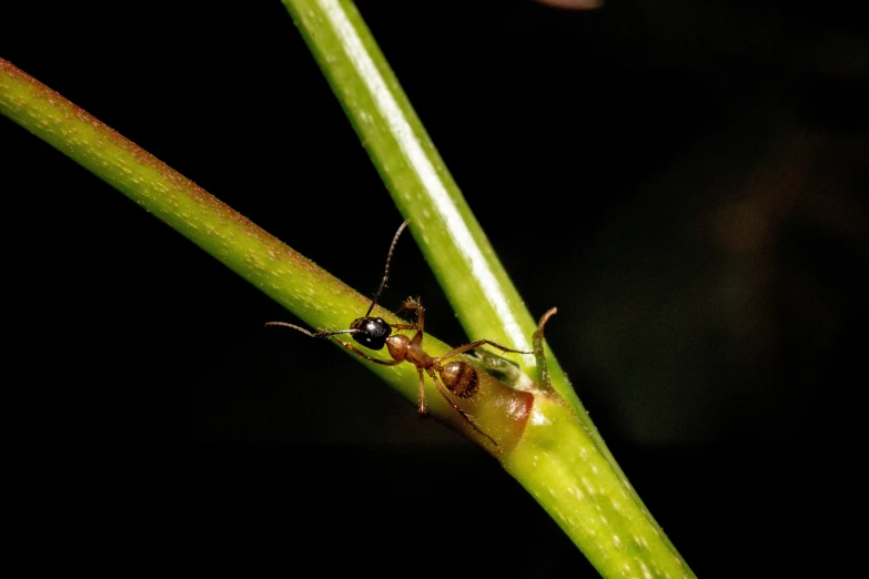 two antbees sitting on the tip of a long green stem