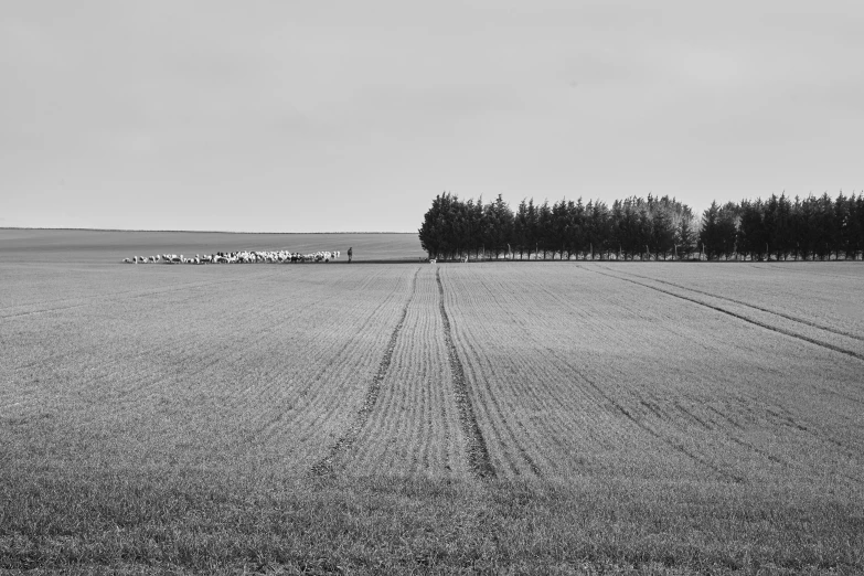 a black and white po of trees line a vast field