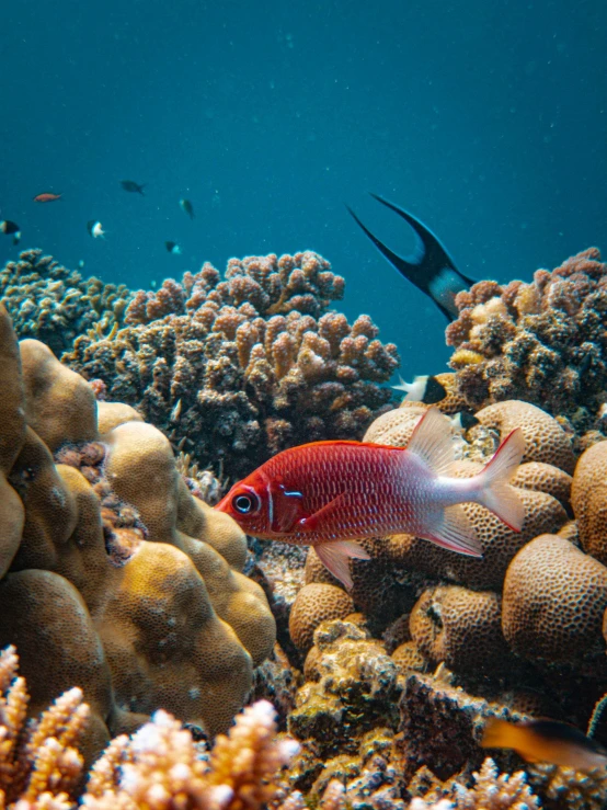 some fish and corals are swimming around