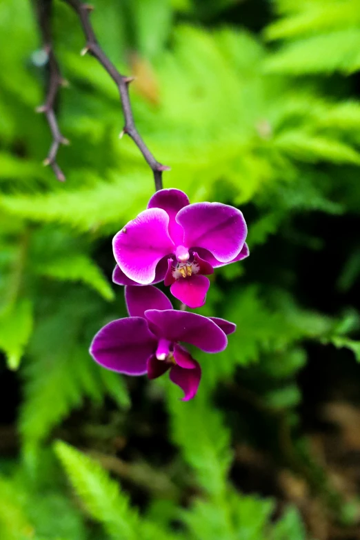 closeup of a purple flower on a plant