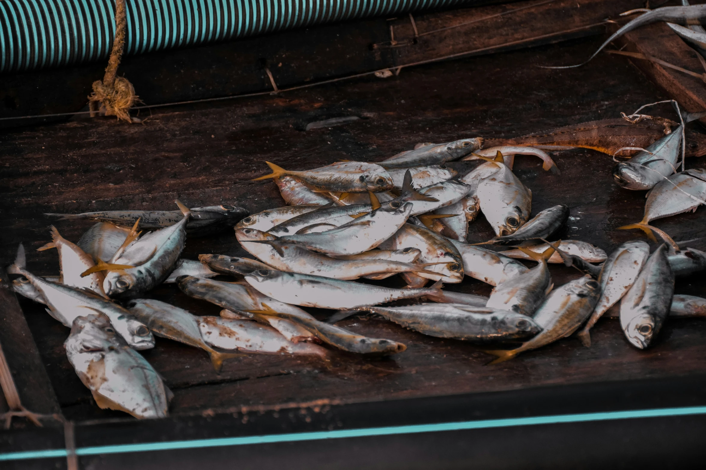 a box of dead fish on the floor