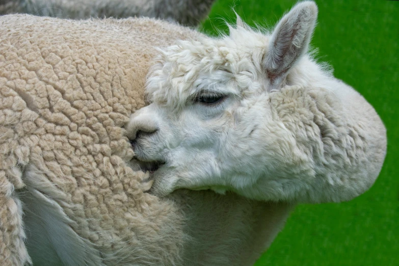 there is a white lama standing next to each other