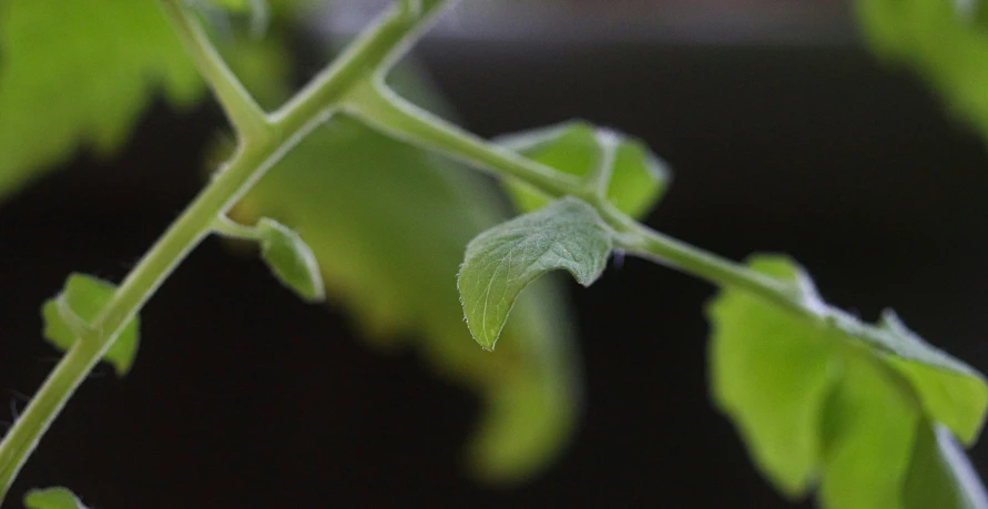 there is a green leaf with some water drops on it