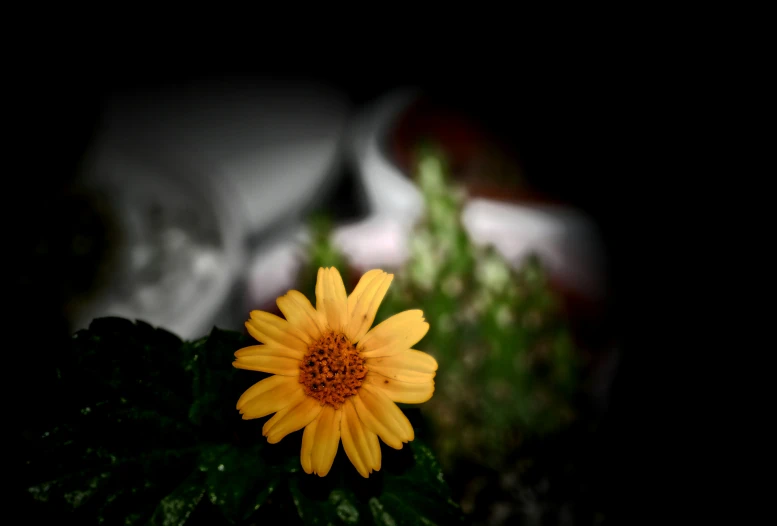 yellow sunflower near some green grass in the dark