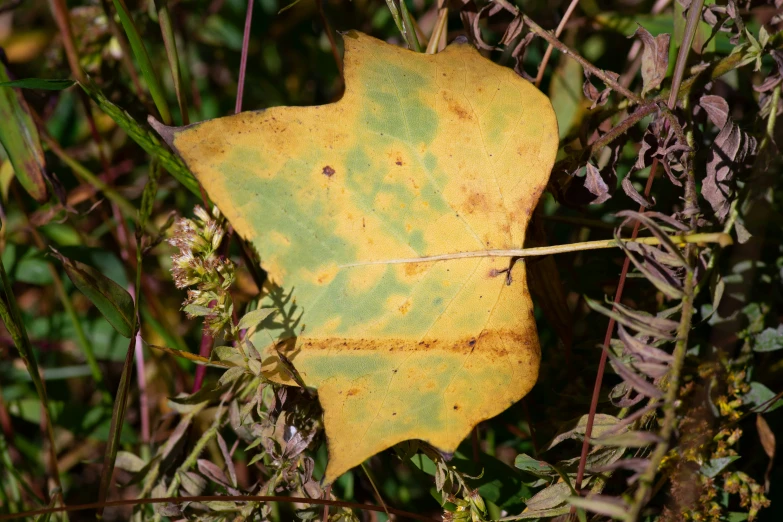 some leaves and flowers growing by the ground