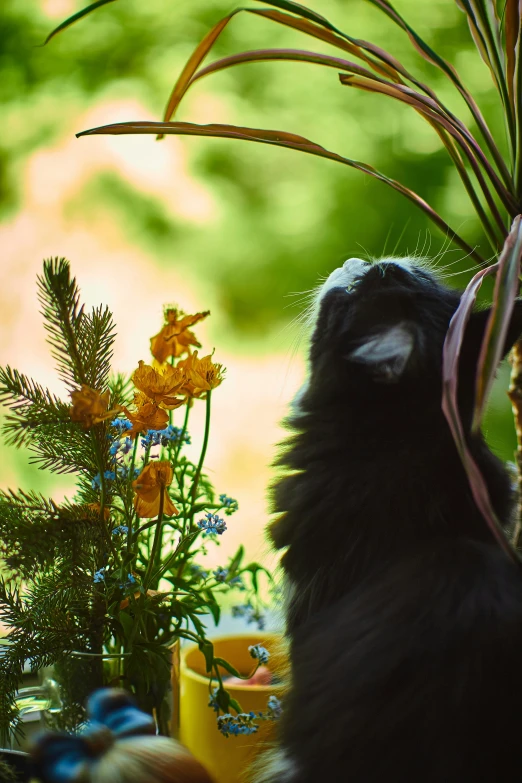 an animal is looking through the window of its enclosure