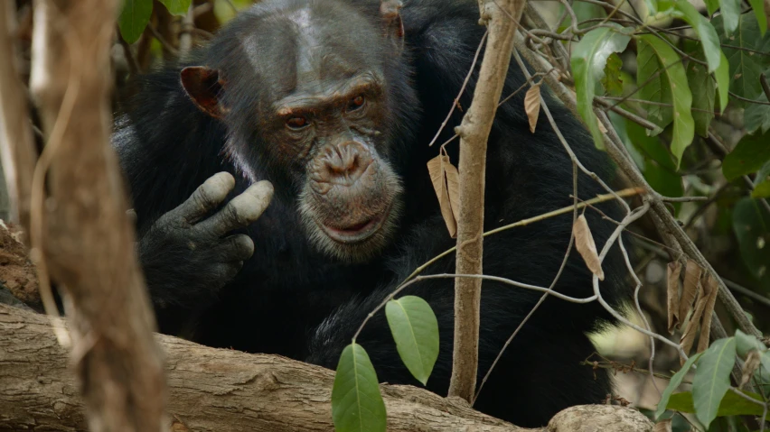 a monkey holds up soing in its mouth