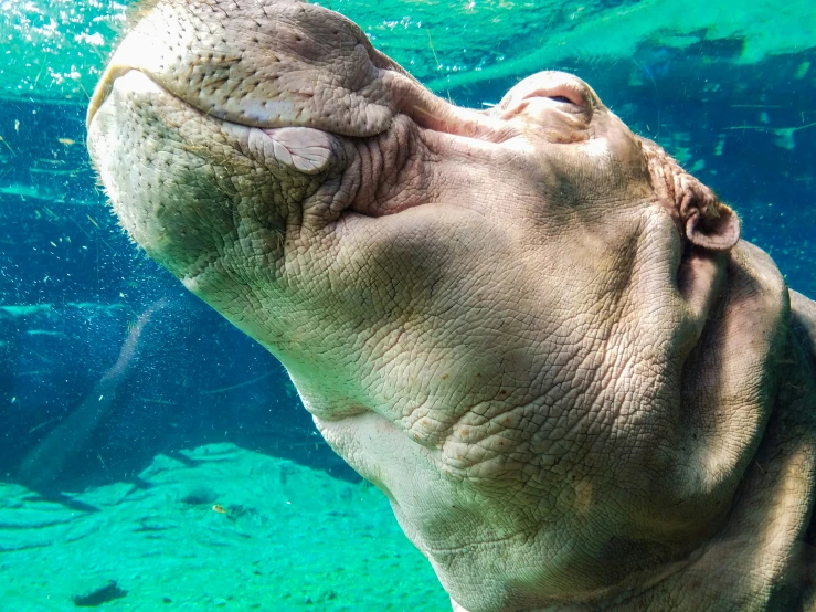 a hippo swims beneath the water surface to cool down