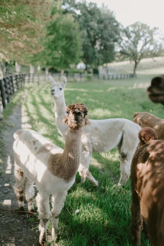 three llamas stand in a grassy field next to a fence