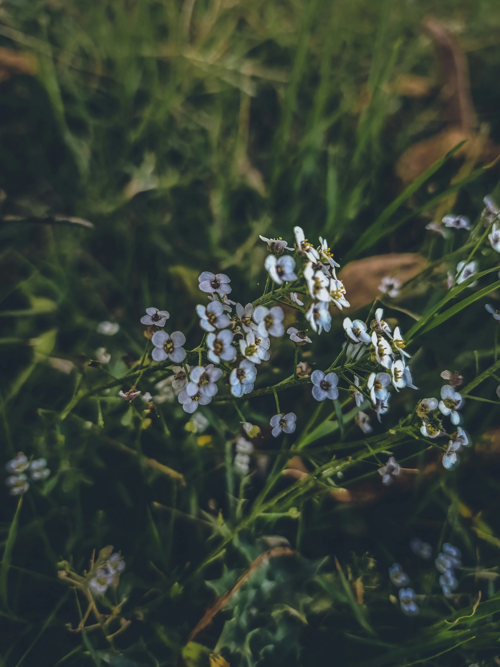 tiny white flowers in the grass, growing close to each other