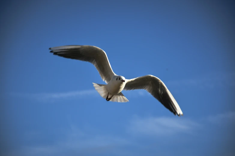 a large white bird in the air with a fish in it's mouth