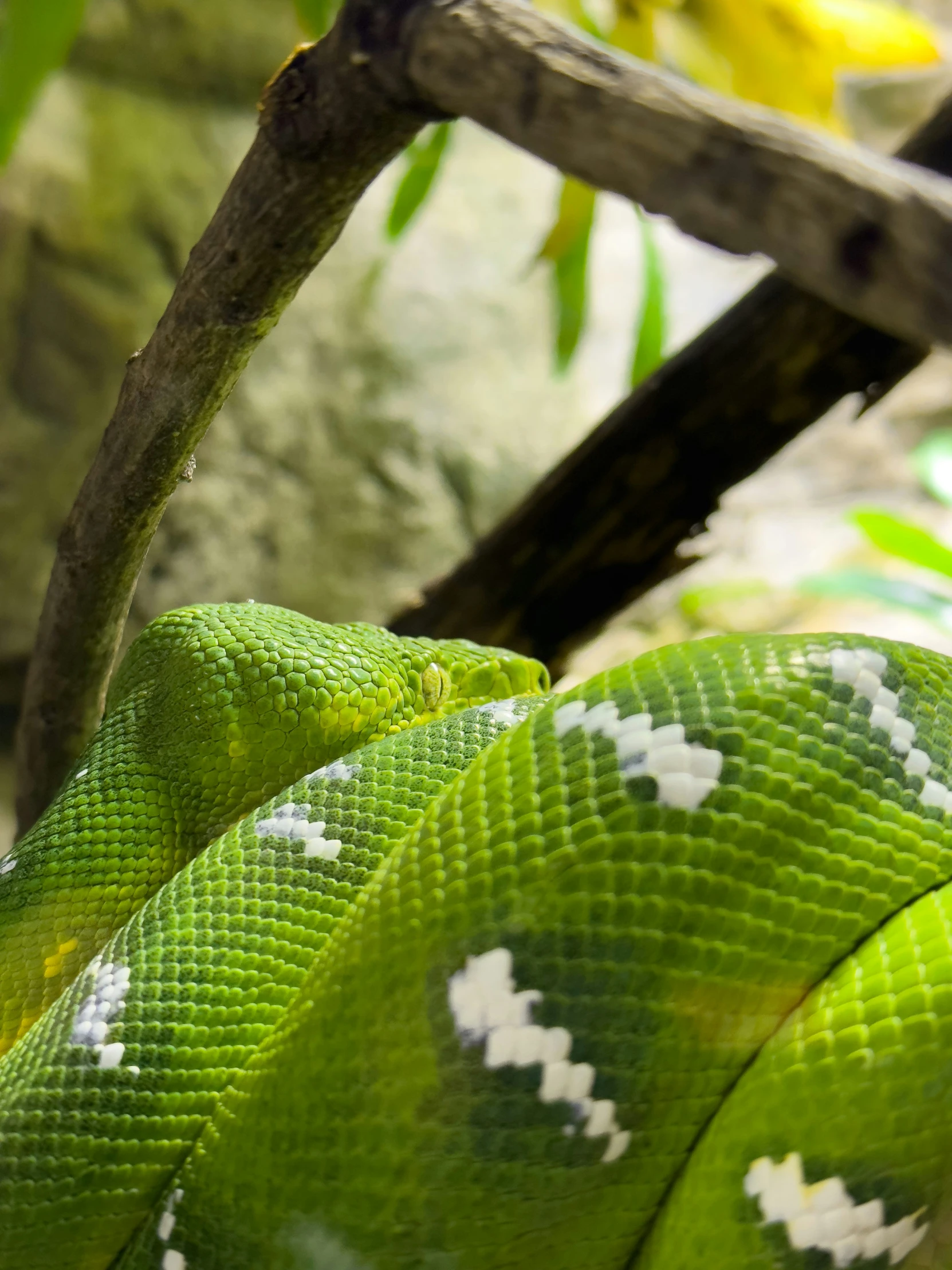 a green snake sits in its enclosure