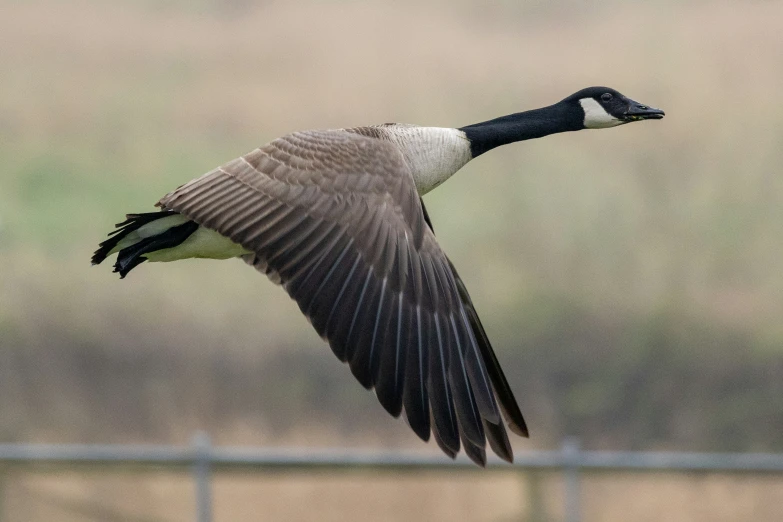 an image of a goose flying over the grass