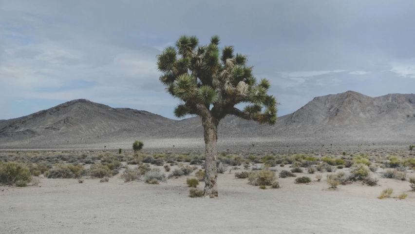 a large palm tree standing on top of a sandy field