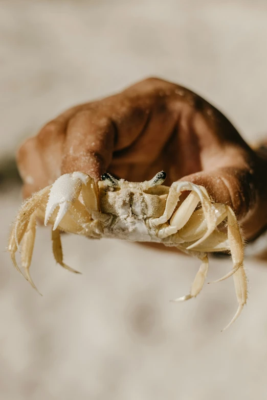 a brown and black crab eating soing in it's hands