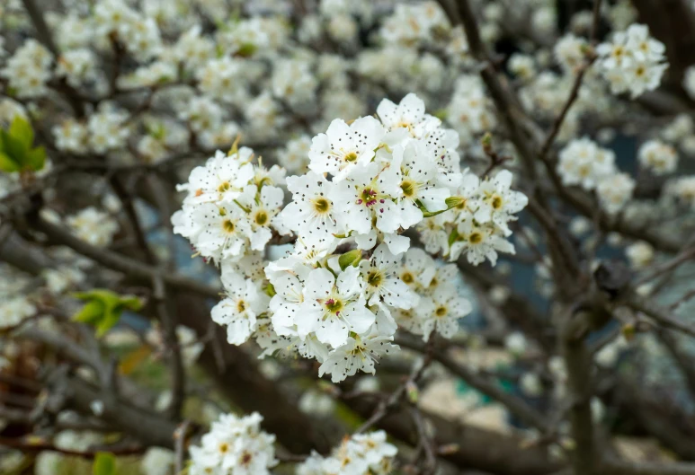 a blossoming tree with white flowers and green leaves