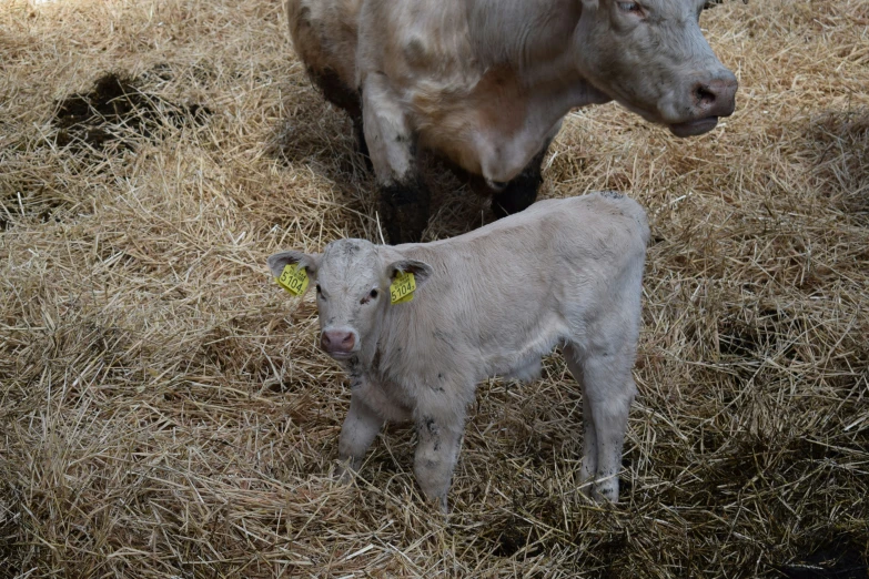 this is an image of a calf with her mother