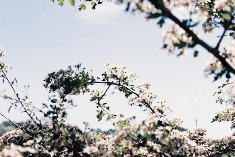 the leaves of some small tree are white